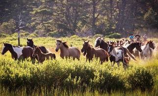 Image result for cool horses herd