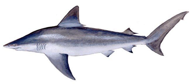 Sandbar Shark