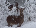 The non-native sika deer is actually a diminutive species of oriental elk. 12 kb