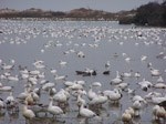 Each fall, large flocks of waterfowl such as snow geese begin arriving at Assateague where they will spend the winter traveling between the sheltered bay and salt marshes and farm fields on the mainland. 12 kb