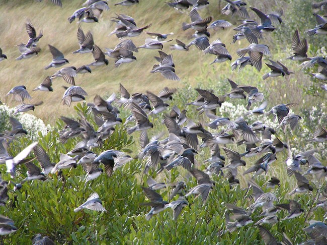 flock of tree swallows feeding on bayberry fruits