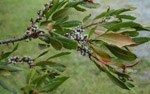 Wax-myrtle berries provide fuel for tree swallows on their southward migrations. 25 kb