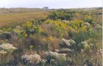 Sweet Everlasting and Seaside Goldenrod flowers flourish in an inter-dune area. 12 kb Sweet Everlasting and Seaside Goldenrod flowers flourish in an inter-dune area. 12 kb