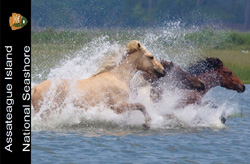 2013 annual pass image of 3 horses running in the water, 51kb