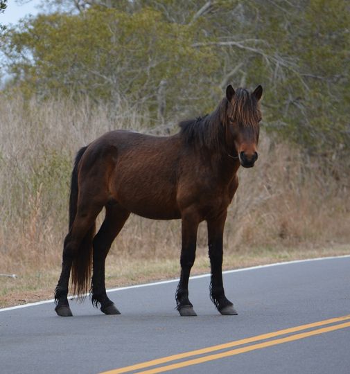 The stallion Delegate's Pride (N6ELS-H, also known as “Chip”)