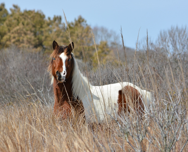 Dewey in March (press release) Photo of horse N10O-J “Dewey” in March