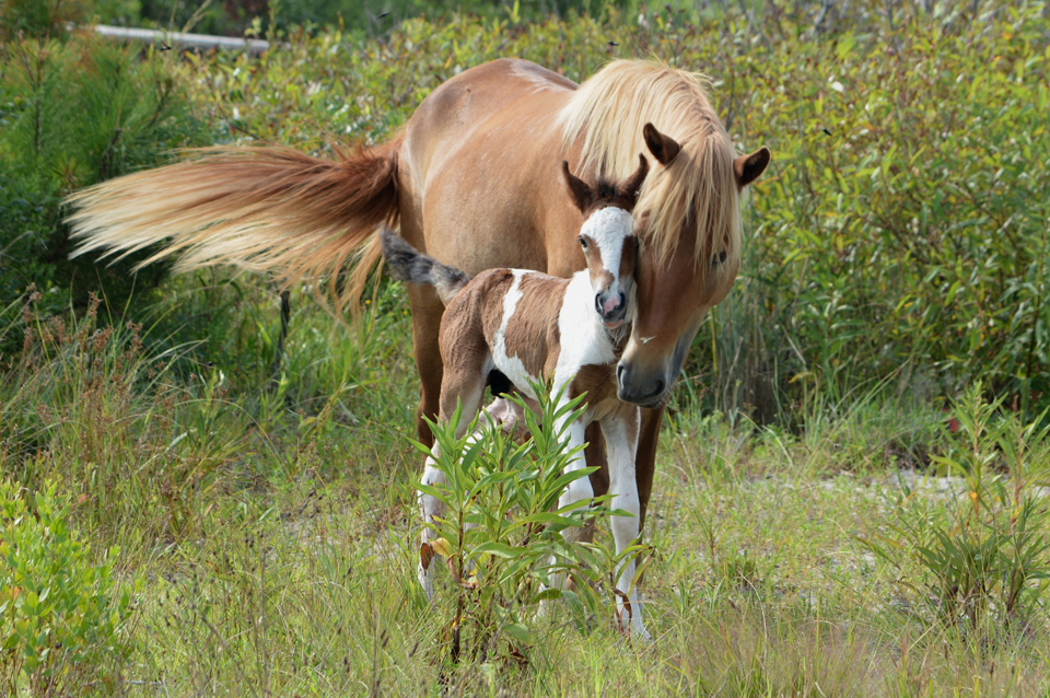 N9BM-J (Giggles) and her colt Assateague horse N9BM-J (Giggles) and her pinto colt