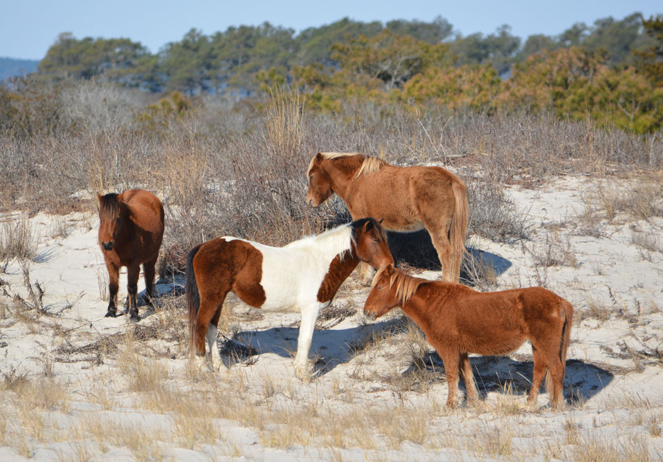 Four horses standing on the dunes in winter