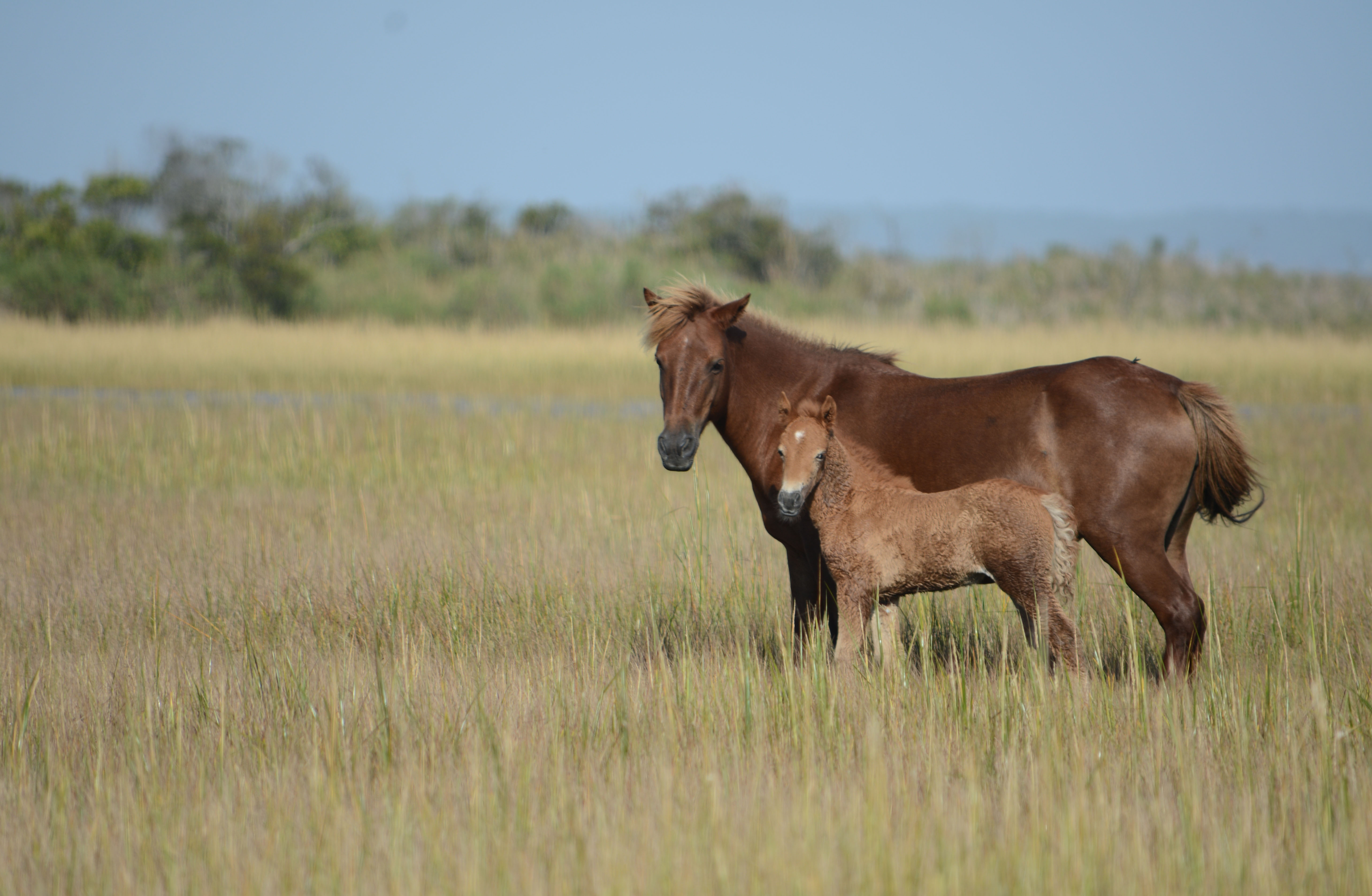 Jojo and new foal N6BMT-FQ New foal N6BMT-FQ with his dam N6BMT “Jojo”