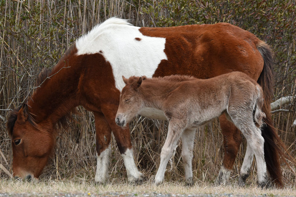 Assateague Island horse, Ms. Macky and her new foal, 216kb