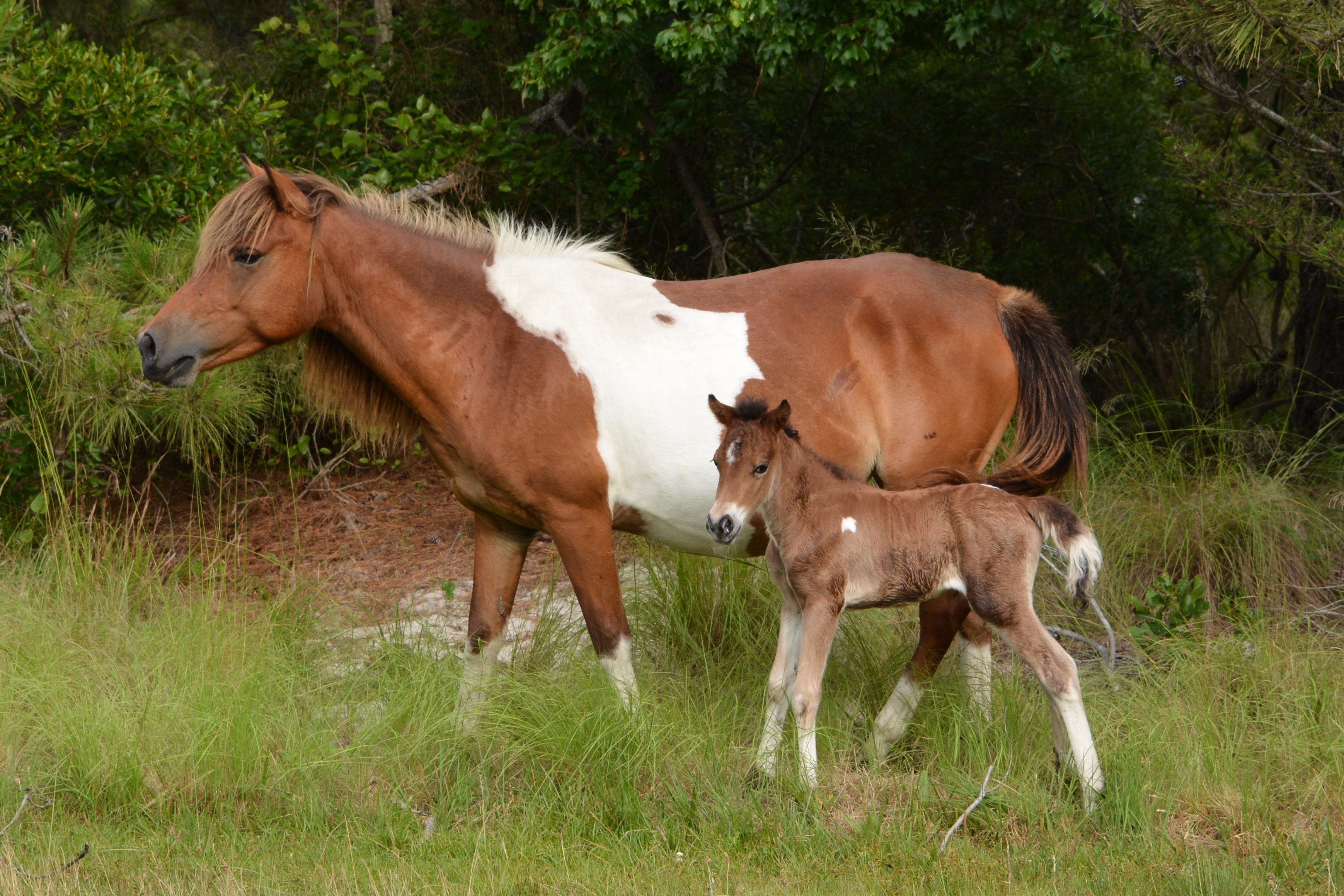 N2BHS-AL (“Ms. Macky”) and new foal N2BHS-ALR