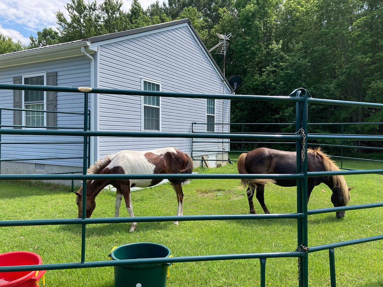 Wild horses N2BHS-CKT (left) and N9BM-JO (right) in a corral before being returned to Assateague Island.