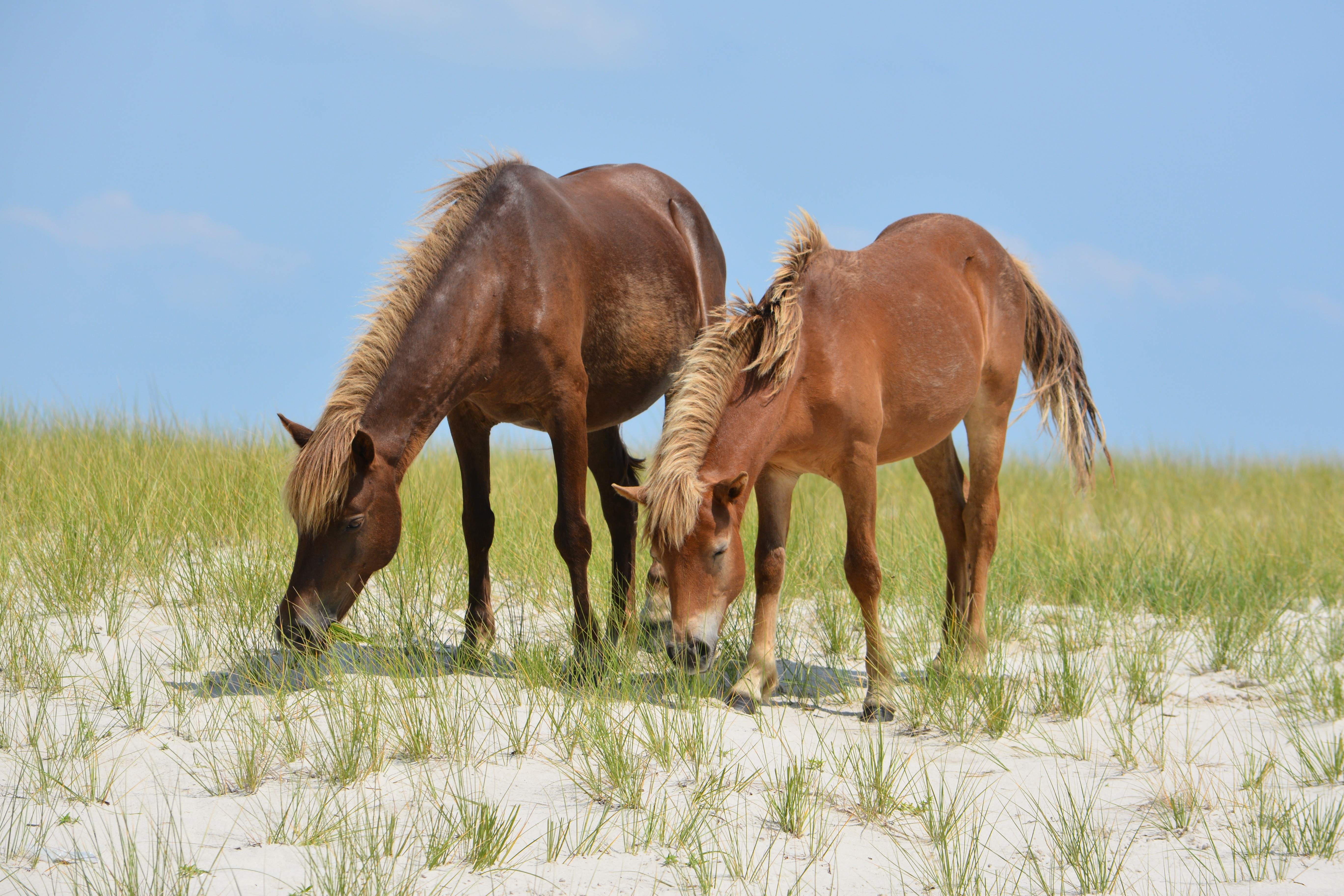 (left) N6BMT-F “Jojo” and (right) N6BMT-FQ “Theodore”, Jojo’s 10 month old colt, in July