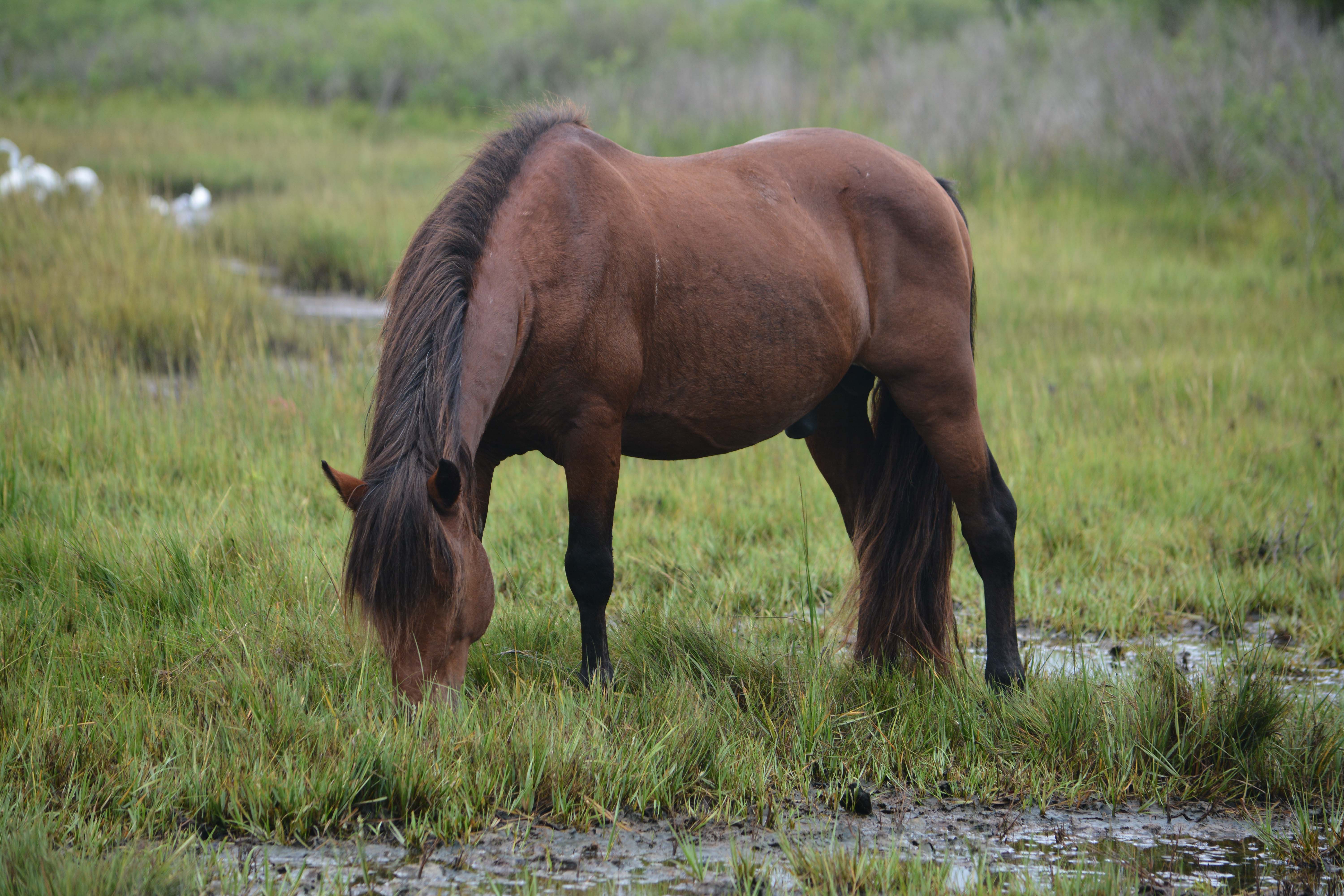 Stallion Sir Gruff (N9BFNY) grazing Stallion Sir Gruff (N9BFNY) grazing