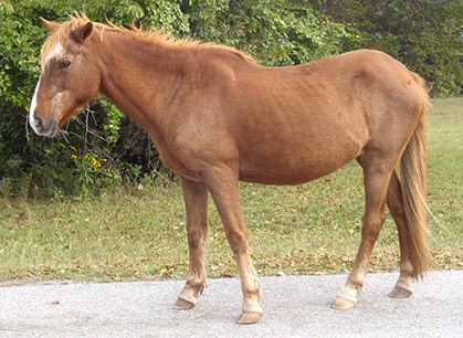 Assateague Island wild horse, T3L, chestnut mare.