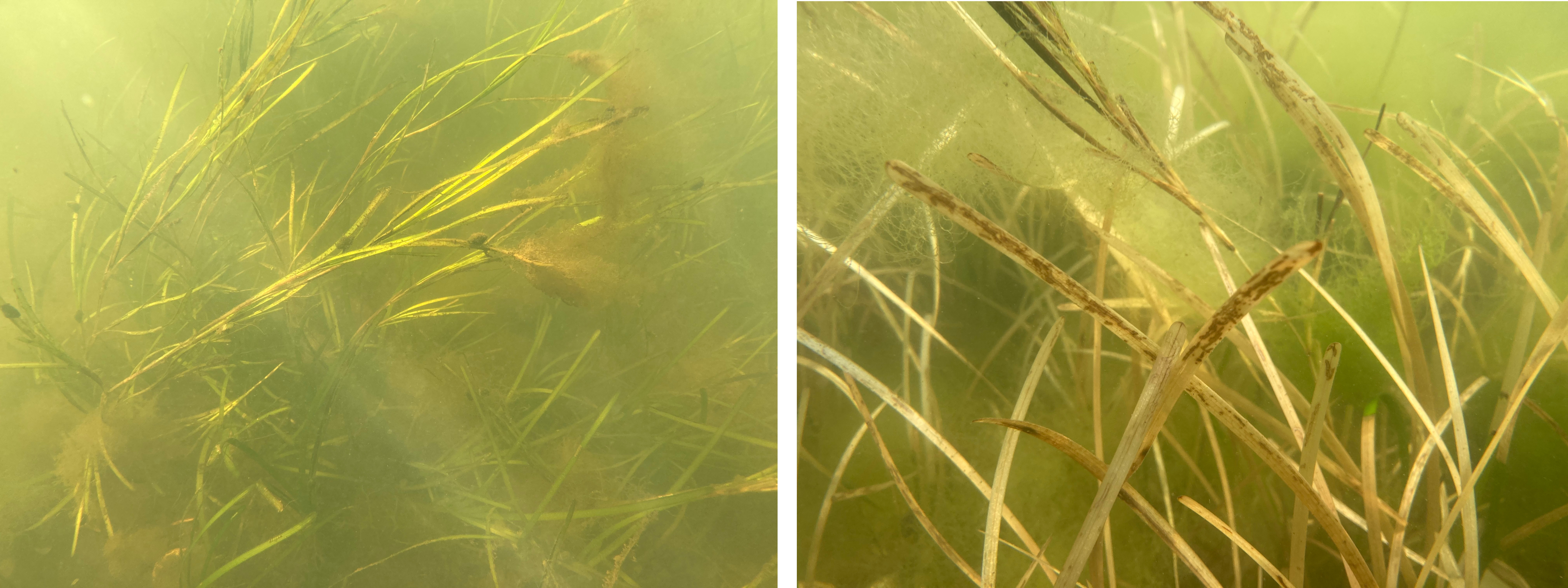 eelgrass before and after Healthy eelgrass compared to sun-bleached eelgrass