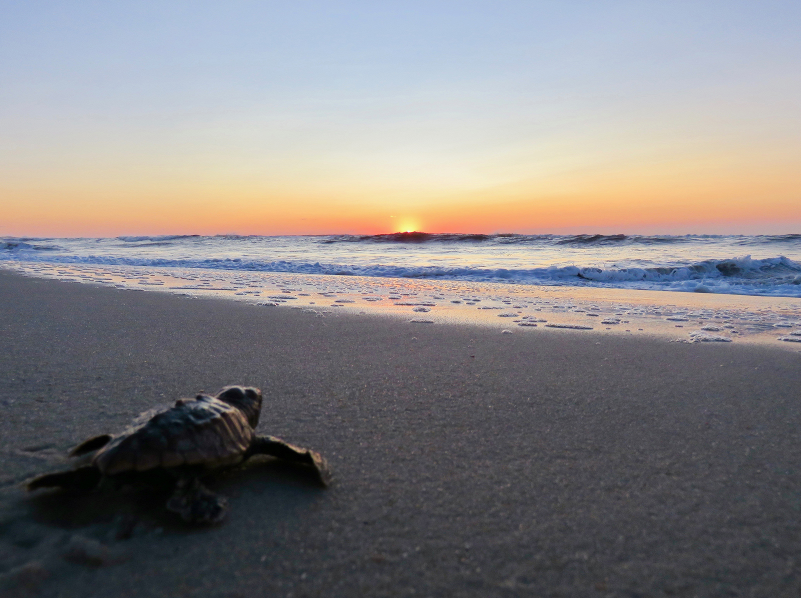 loggerhead sea turtle hatchling making it's way from the beach to the ocean at sunrise