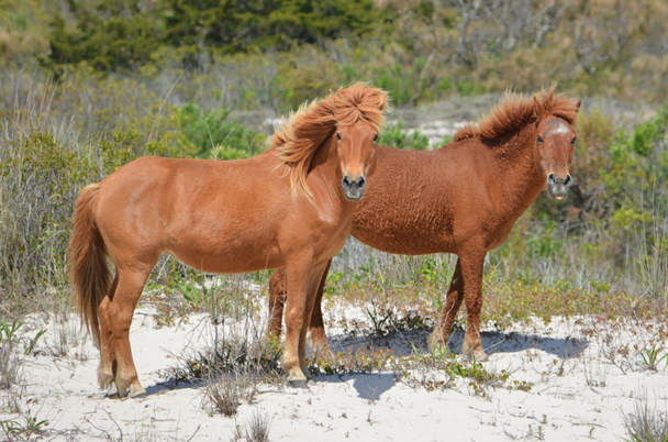 horses Horses on Assateague Island