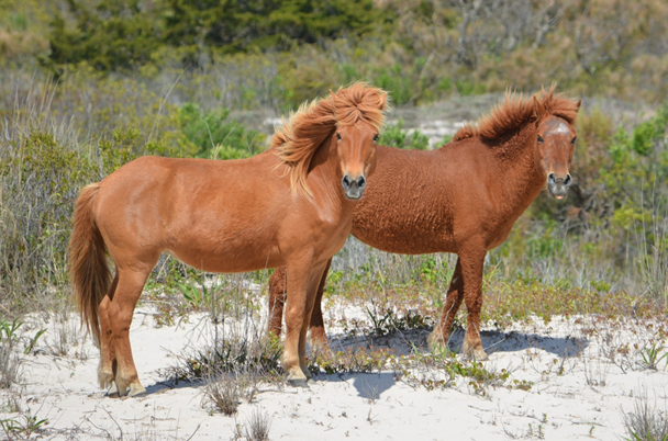 Horses on Assateague Island