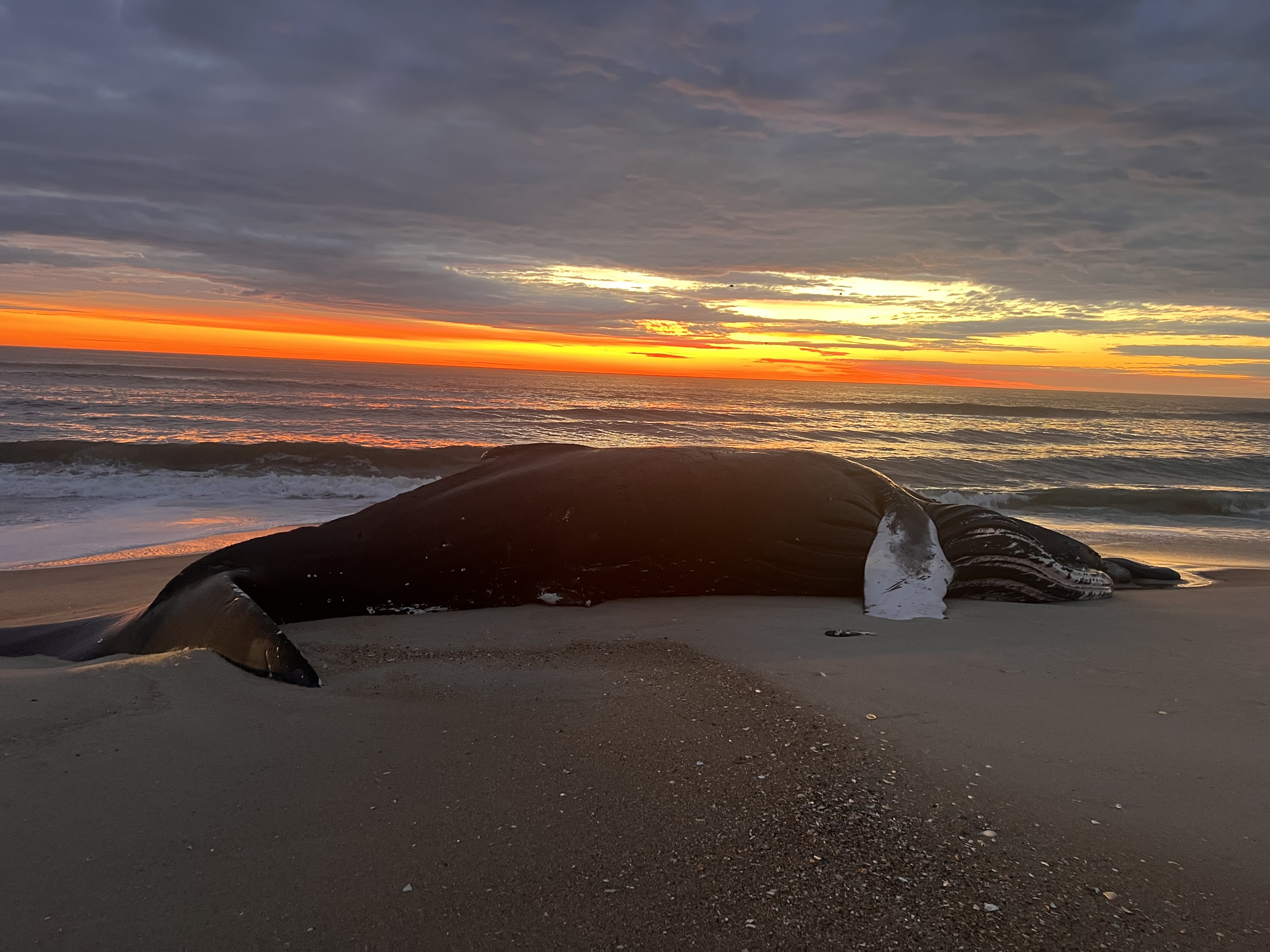 Dead Humpback whale washed up on the beach at Assateague Island National Seashore.