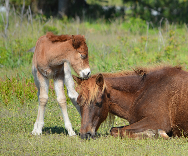 Photo of "Gokey GoGo Bones" and her new chestnut filly