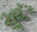 Assateague Island is the only place in Maryland where seabeach amaranth is found, and an active monitoring and management program for the species is currently underway at the park. 13 kb