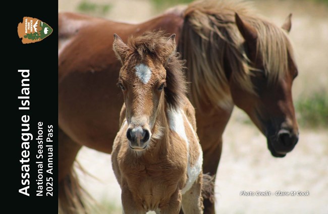 2025 Assateague Annual Pass