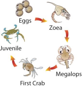 The life cycle of a blue crab