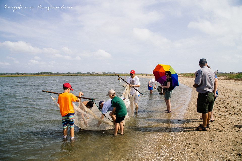 Visitors using seine nets in Toms Cove
