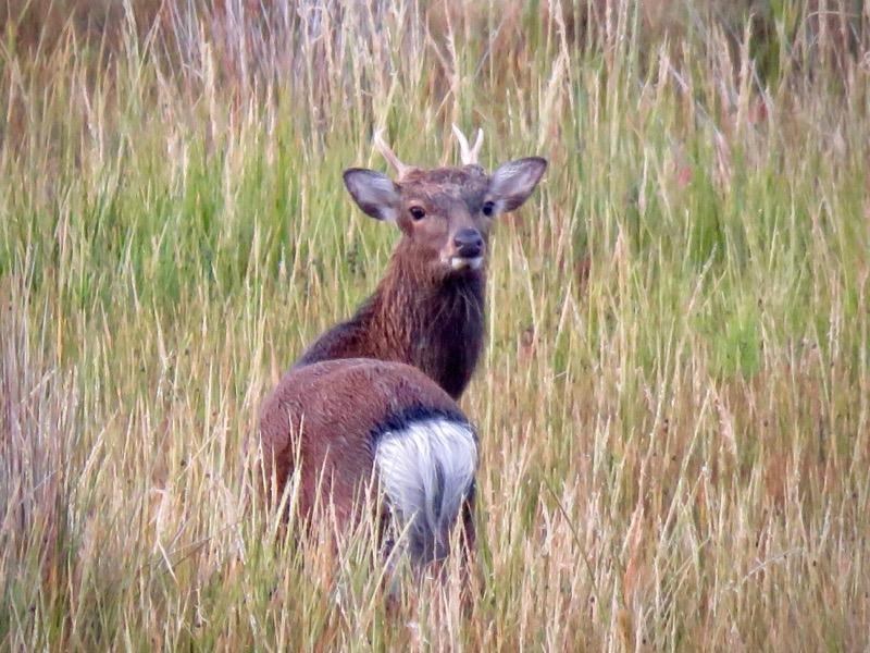 Male sika looking over his back