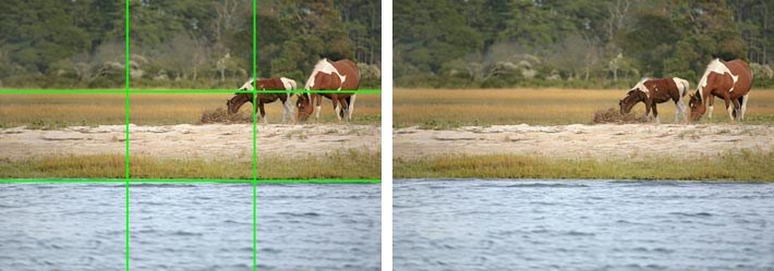 photos of horses grazing in marsh. photo on left shows 2 horizontal and 2 vertical lines dividing the photo into 9 squares