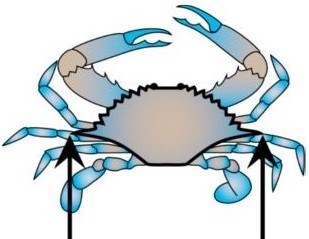 Measure crabs from point to point across the widest part of their shell