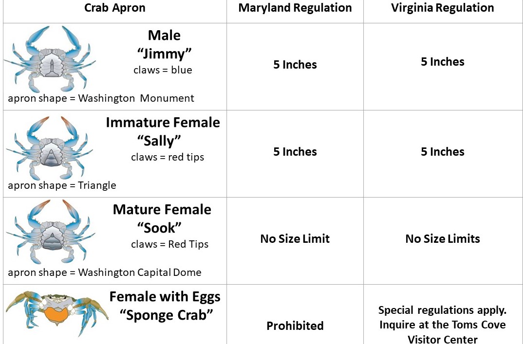 Crabbing - Assateague Island National Seashore (U.S. National Park