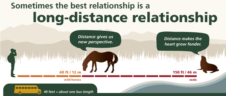 distance visitors should keep from horses and other park wildlife. Shows visitor standing 40 feet from a horse and 150 feet from a seal. shows that 40 feet equals the length of a school bus.