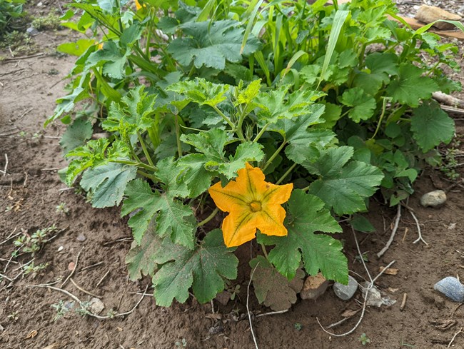 A yellow blossom on an Acoma Pumpkin plant.