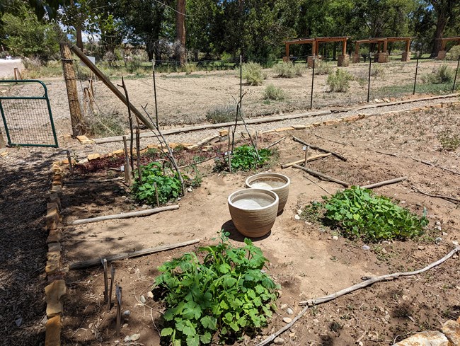 The Heritage Garden in Summer 2022, with four small "three sisters" plantings of corn, squash, and beans visible.