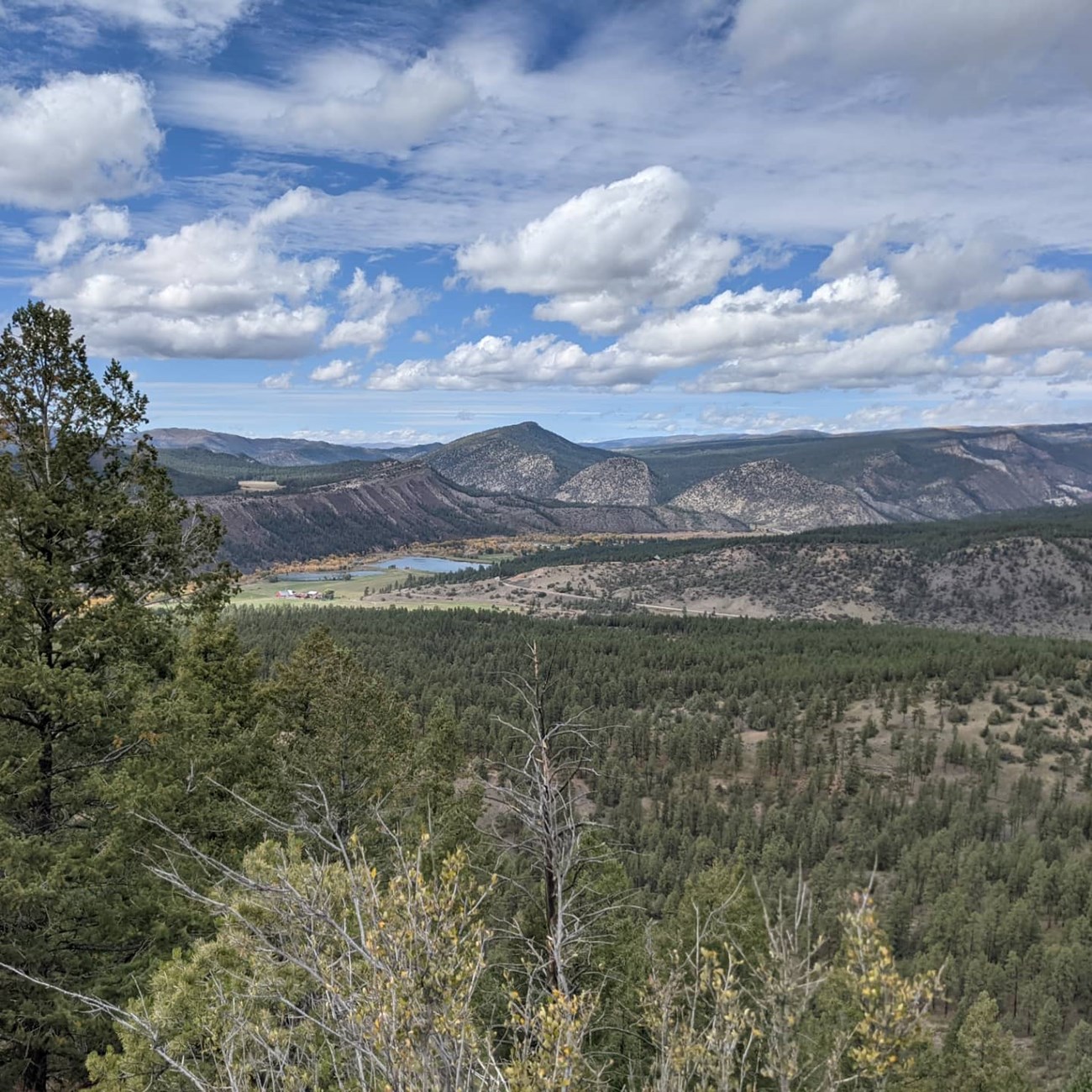 Ponderosa Pine trees.