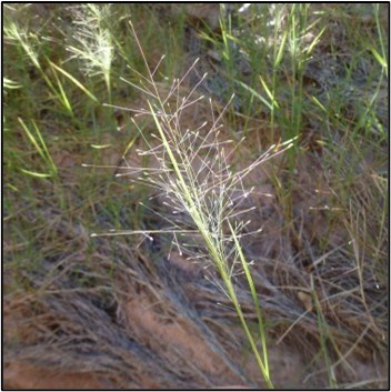 Alkali muhly grass