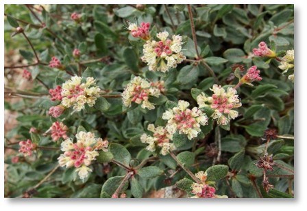 Antelope-Sage Buckwheat