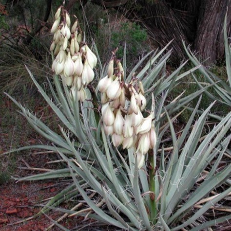 Banana Yucca