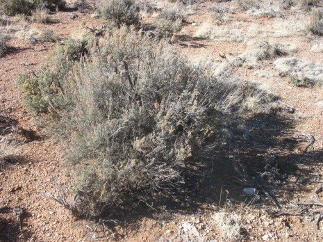 Big Sagebrush