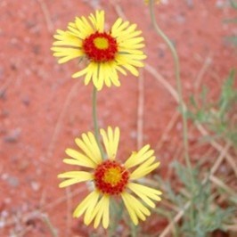 Blanket Flower