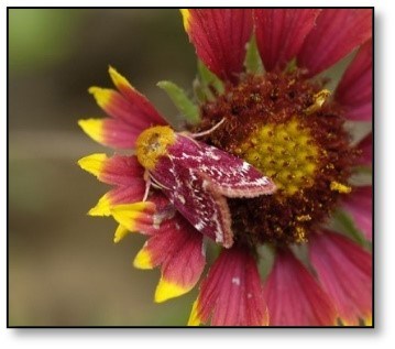 Blanket flower and moth.