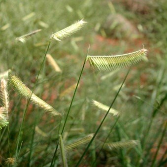 Blue Grama Grass