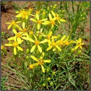 Broom Groundsel