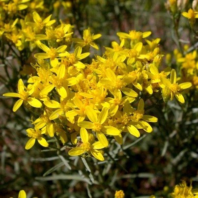 Broom Snakeweed Flowers