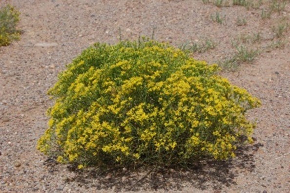 Broom Snakeweed Plant