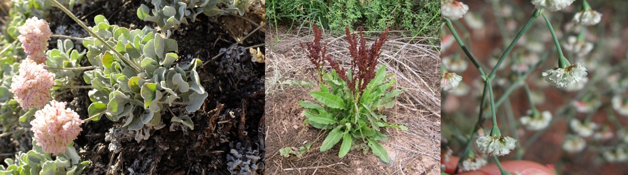Three Types of Buckwheat