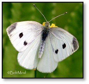 Cabbage White Butterfly