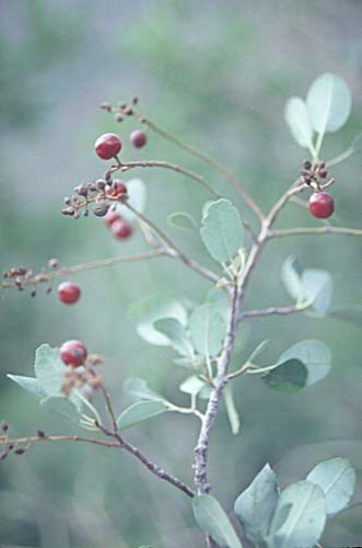 Chokecherry Fruits